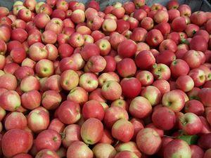 There are hundreds of varieties of fruit that Grandpa has evaluated.