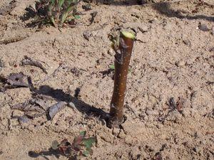 Here's a apple bud just starting to grow in the spring. This was budded by Grandpa the previous summer. It will grow into a finished tree that you might purchase for your orchard.