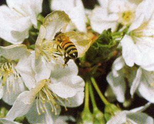 Almost all fruit requires bees to pollinate and set fruit.