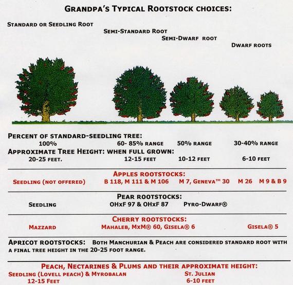 Use this chart to help plan what rootstock will be best for the space you have available. Use this chart to help plan what rootstock will be best for the space you have available.