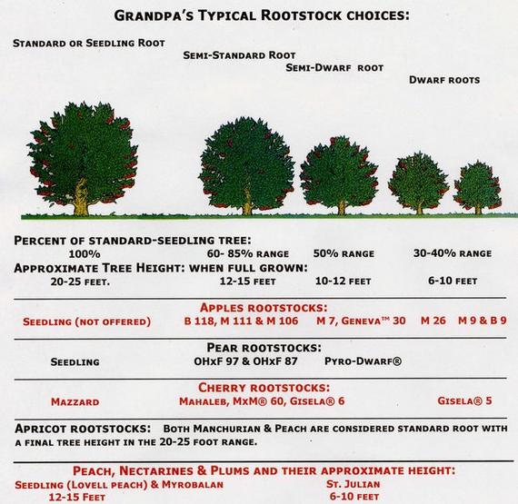 Use this chart to help plan what rootstock will be best for the space you have available.