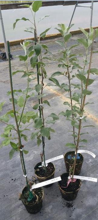 Grandpa's FFT or FastFruitTree is a new compostable peat potted tree which can be planted directly into the ground. We grow many hard-to-find heirloom and cider varieties as FastFruitTrees. Grandpa's FFT or FastFruitTree is a new compostable peat potted tree which can be planted directly into the ground. We grow many hard-to-find heirloom and cider varieties as FastFruitTrees.