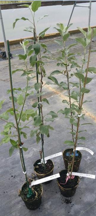 Grandpa's FFT or FastFruitTree is a new compostable peat potted tree which can be planted directly into the ground. We grow many hard-to-find heirloom and cider varieties as FastFruitTrees.